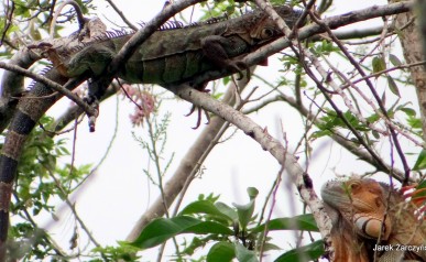 Wyprawa do Kostaryki - Leniwce na wulkanie